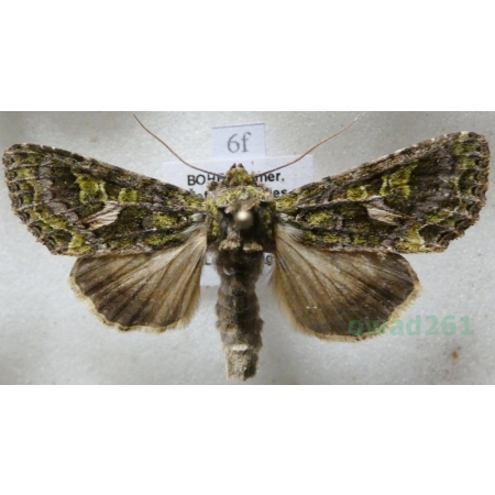 Trachea atriplicis (Linnaeus, 1758) male Agatówka łobodnica Czech6f